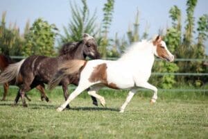 Buying or Adopting a Miniature Horse